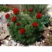 Пион тонколистный Rubra Plena